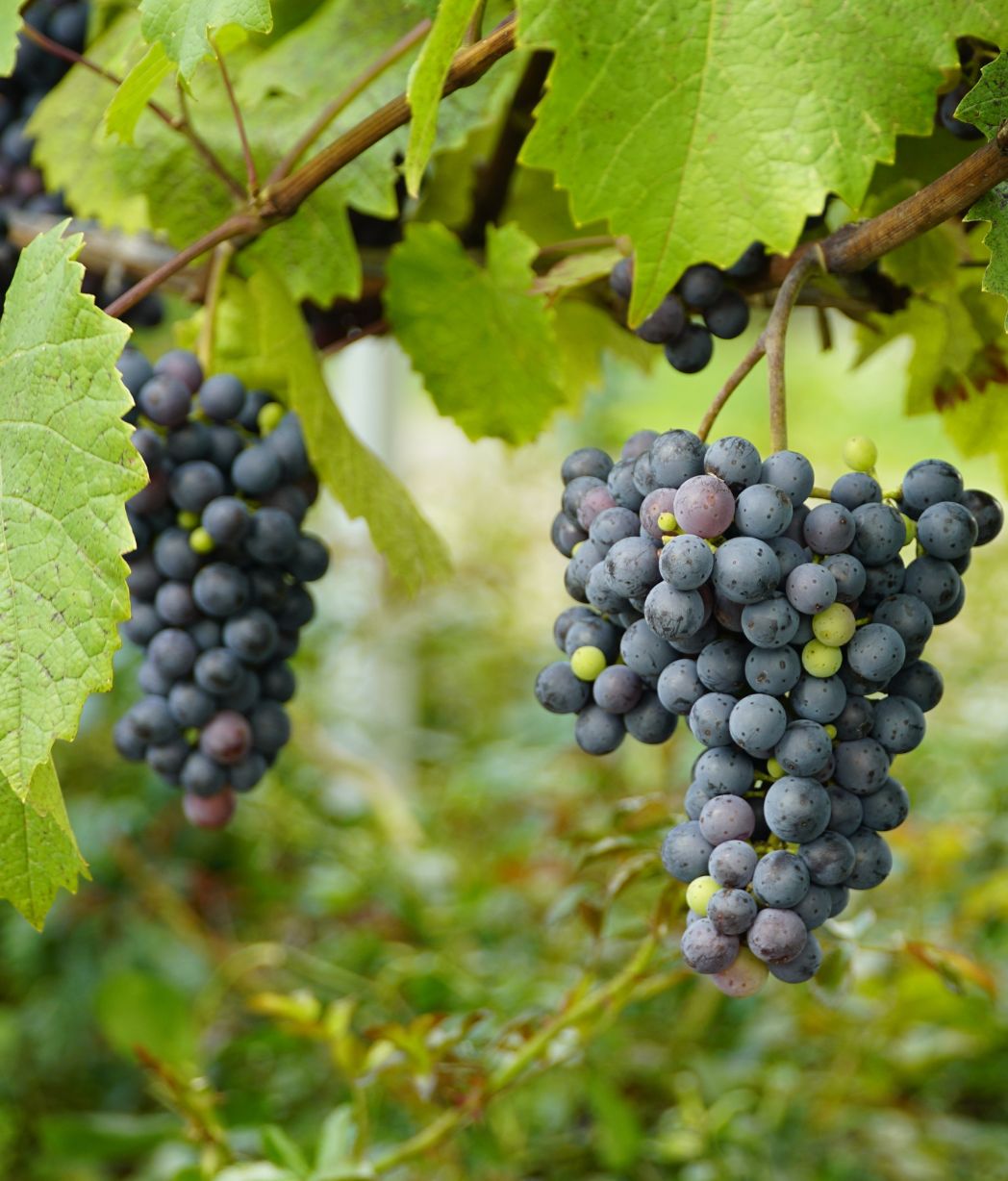 uva settore vitivinicolo